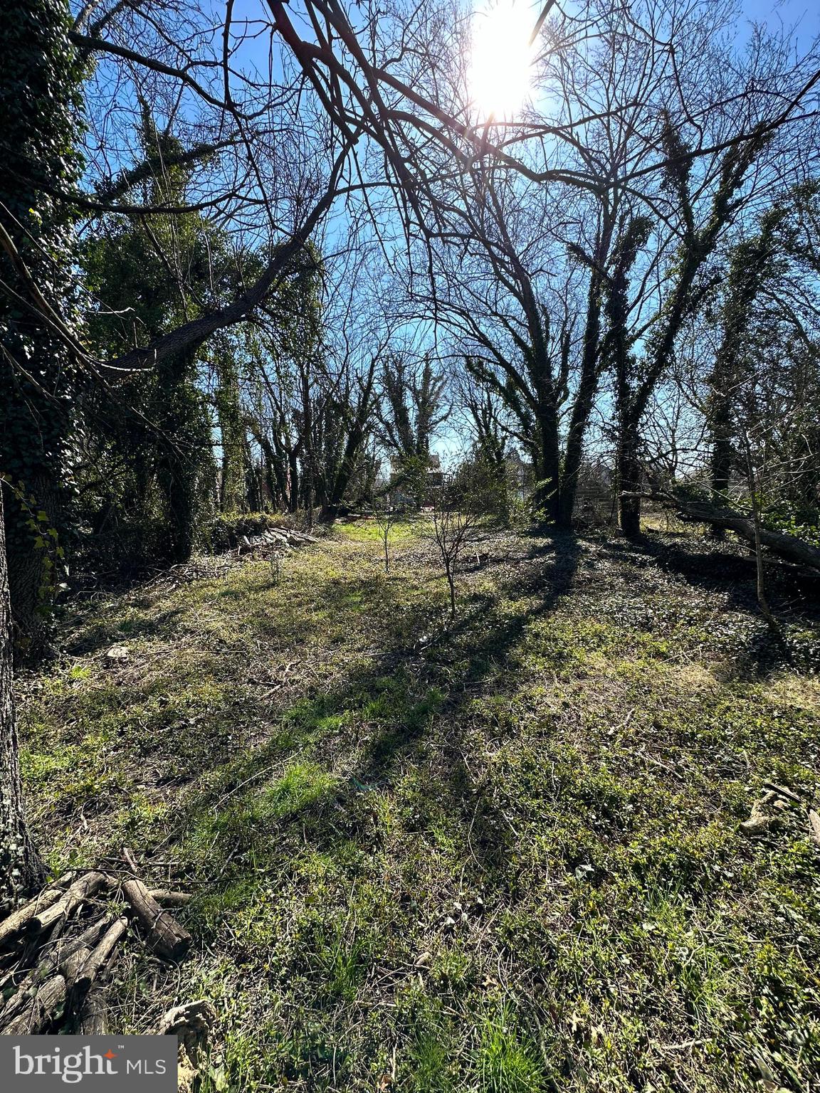 39 Yorke Street Salem, NJ 08079 - Photo 81 of 88 a view of a yard with plants and trees