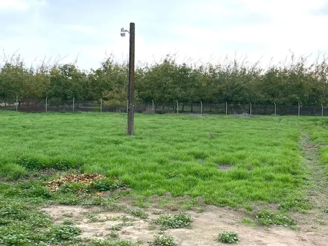 a view of a field with a tree in it