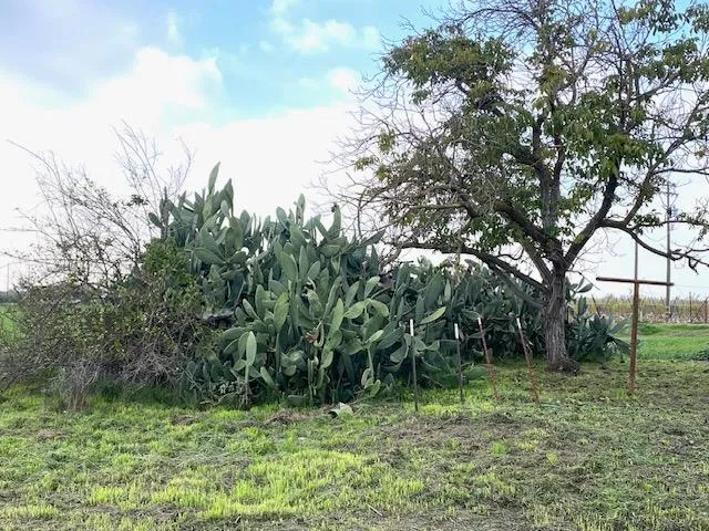 a fire hydrant in middle of the green field