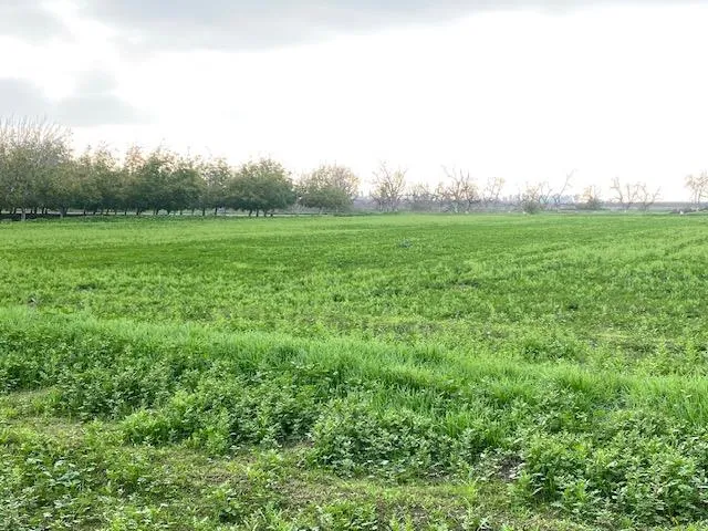 a view of grassy field with clear sky