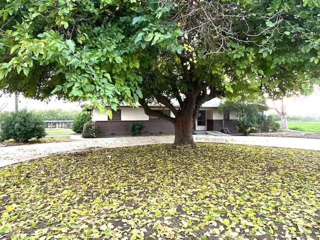 a view of a yard with plants and trees