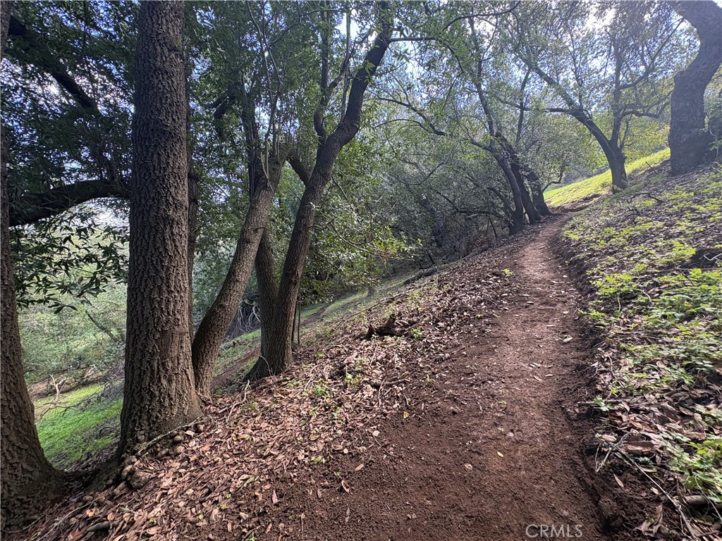 12000 San Marcos Road Atascadero, CA 93422 - Photo 4 of 20 a view of a forest filled with trees
