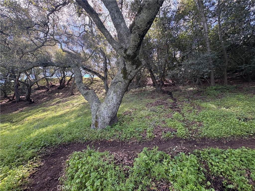 12000 San Marcos Road Atascadero, CA 93422 - Photo 7 of 20 a view of a yard with a tree