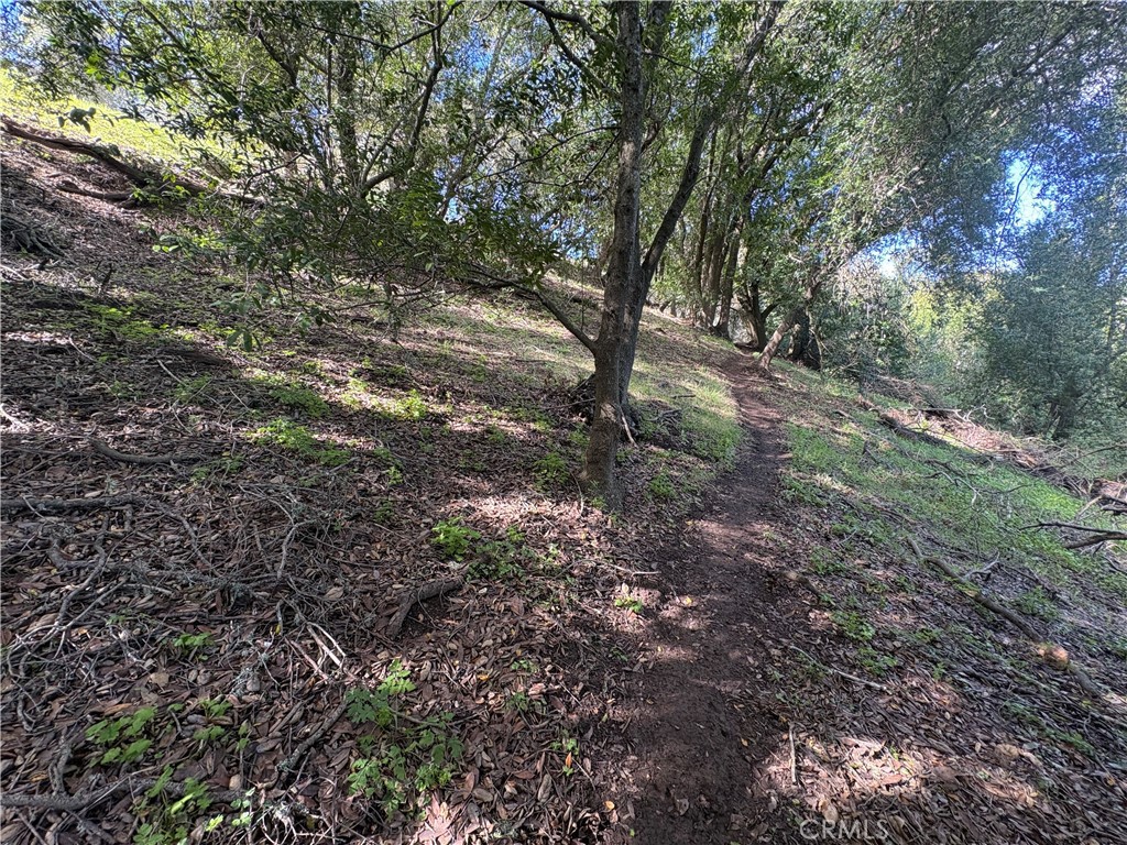12000 San Marcos Road Atascadero, CA 93422 - Photo 9 of 20 a view of a forest with lots of trees
