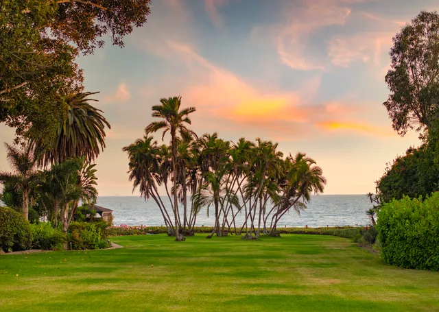 a big yard with lots of palm trees