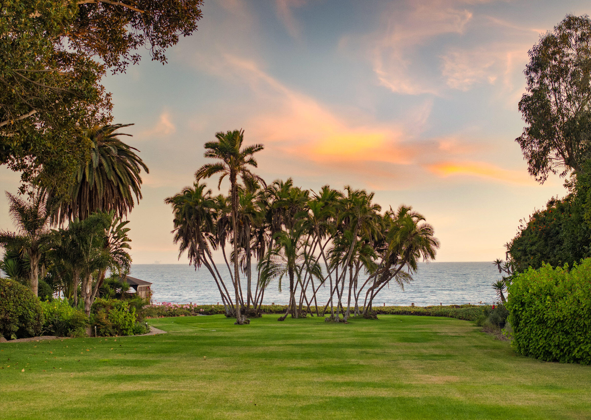 a big yard with lots of palm trees