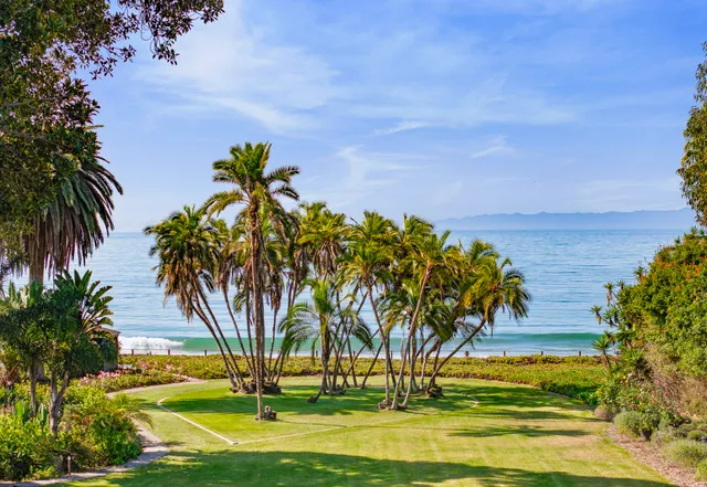 a view of three palm trees