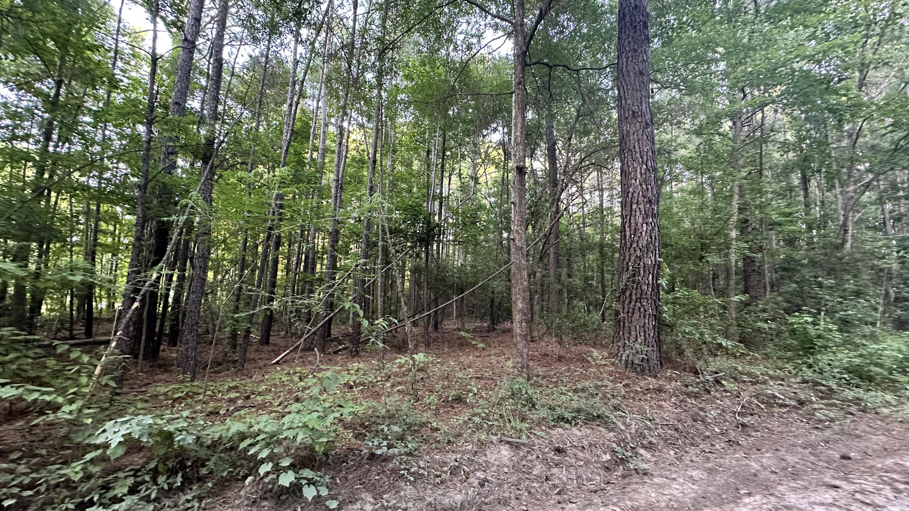 0 Pearl Acrs Lane Huger, SC 29450 - Photo 2 of 6 IMG_4777