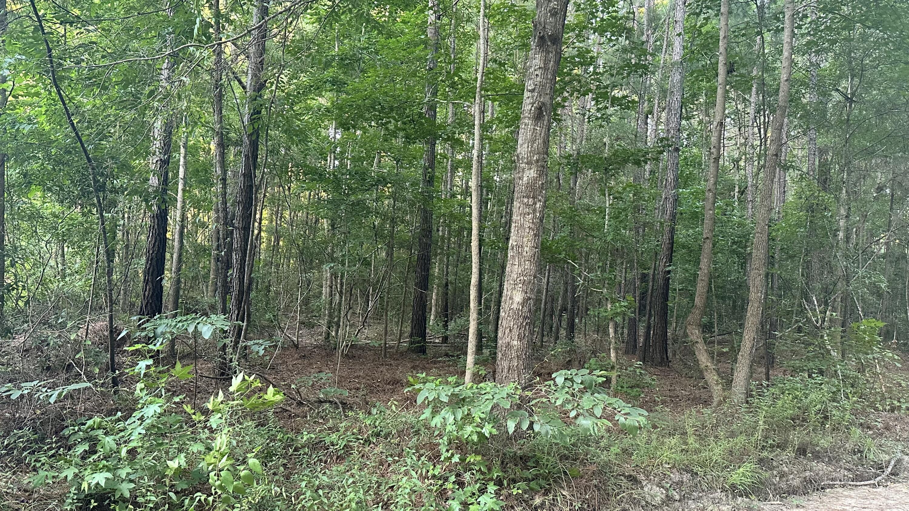 0 Pearl Acrs Lane Huger, SC 29450 - Photo 3 of 6 IMG_4775