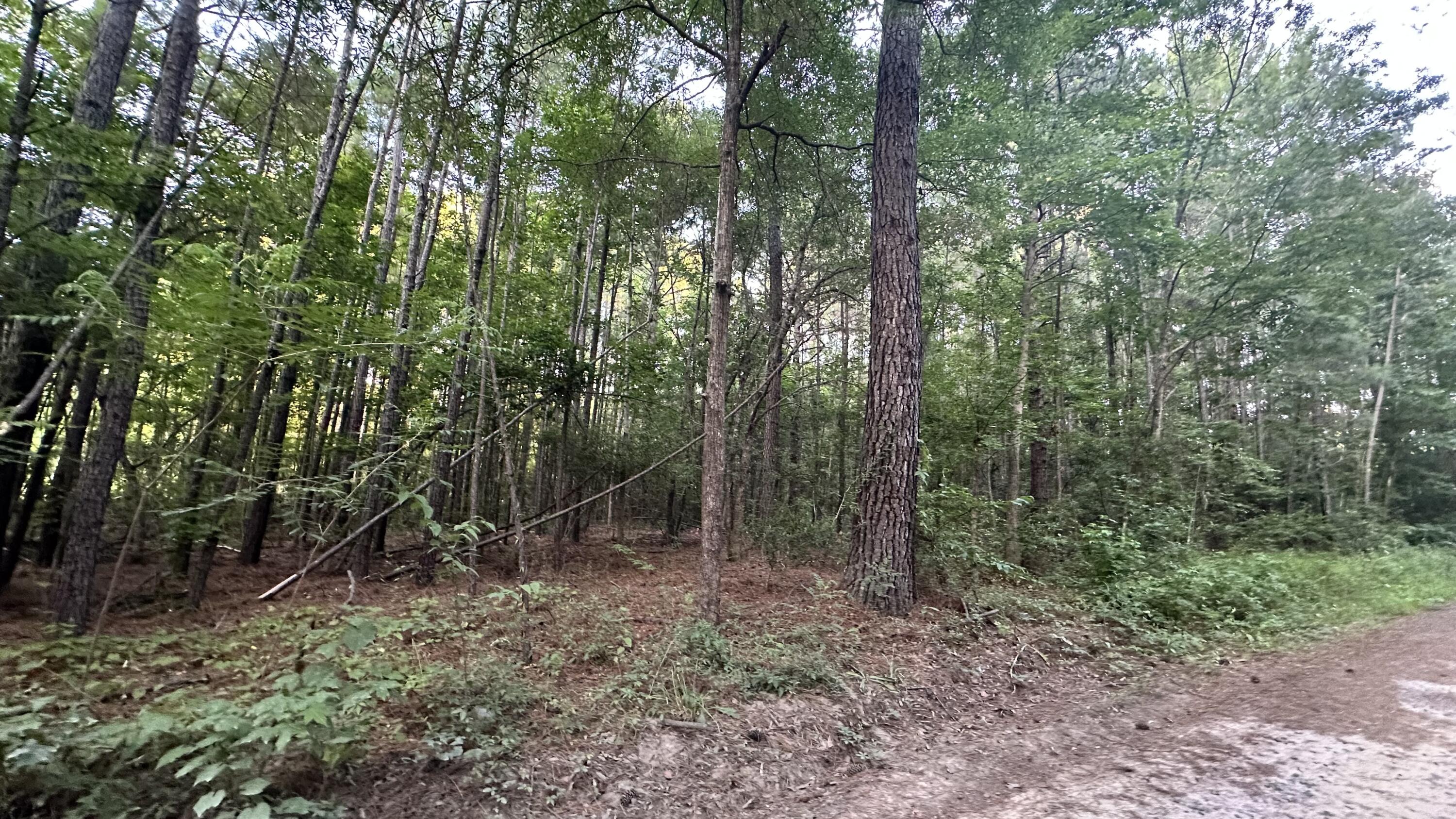 0 Pearl Acrs Lane Huger, SC 29450 - Photo 5 of 6 IMG_4778