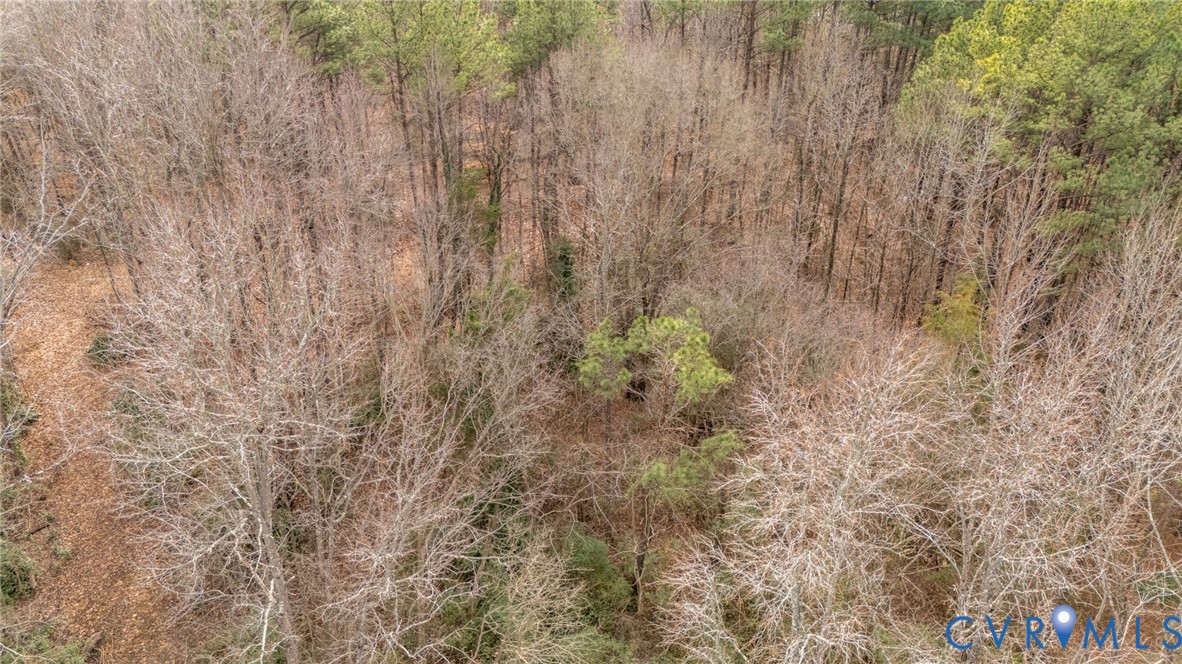 730 East Foxhill Road Richmond, VA 23223 - Photo 9 of 11 a close up of a plant in a forest