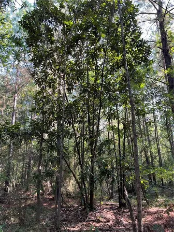 $75,000 | 0 La 1045 Highway, Amite, LA 70422