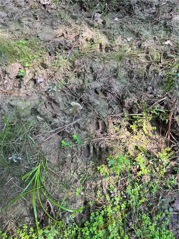 $75,000 | 0 La 1045 Highway, Amite, LA 70422