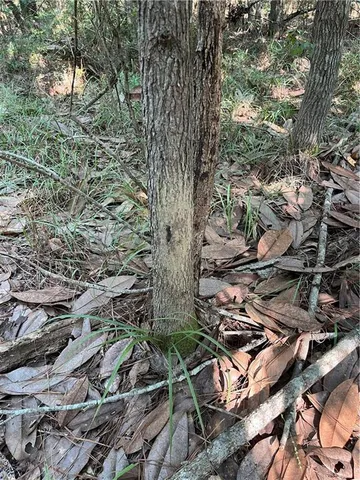 $75,000 | 0 La 1045 Highway, Amite, LA 70422