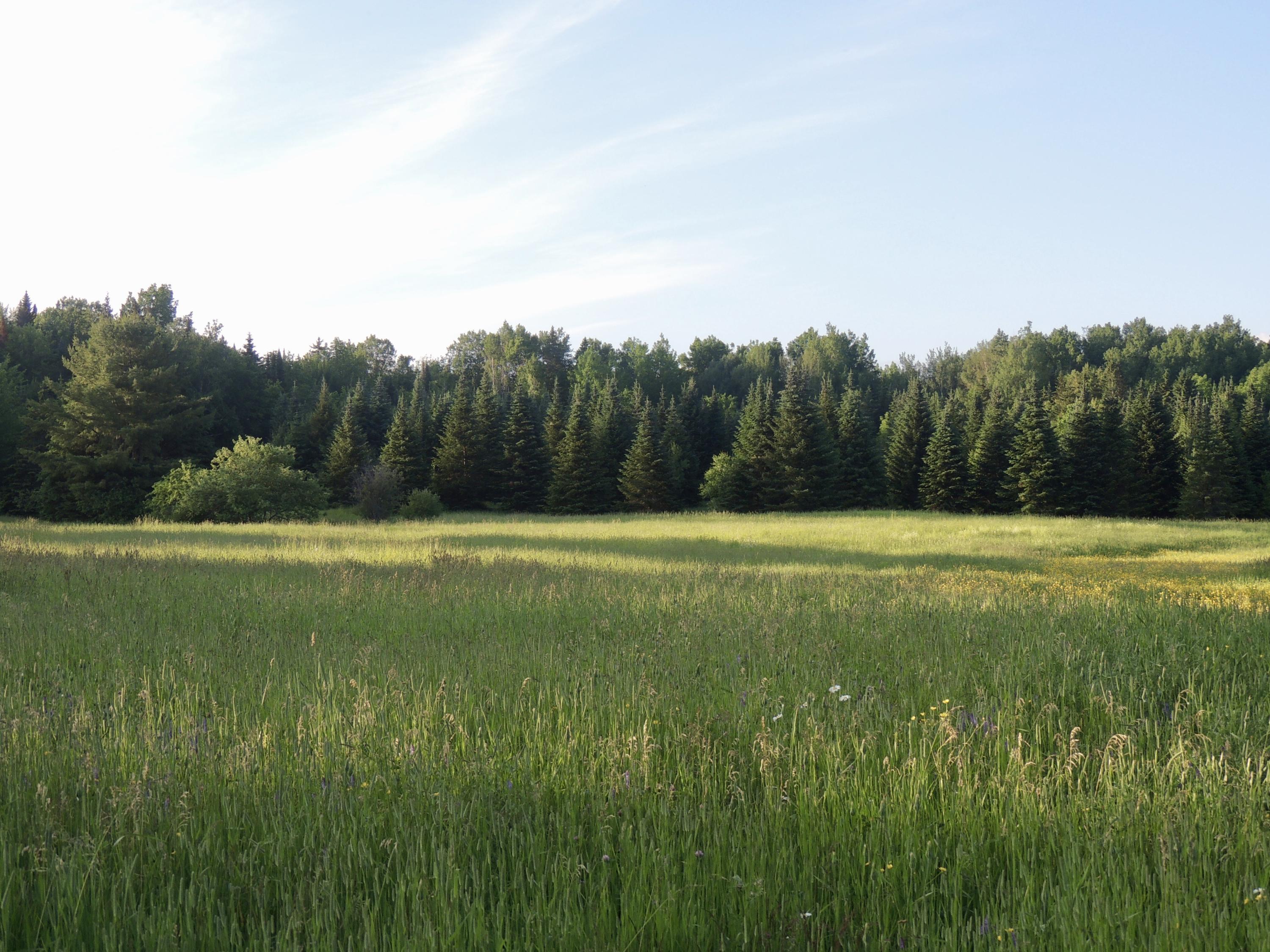Map7-lot7 West Chapman Road Mapleton, ME 04757 - Photo 8 of 35 fullsizeoutput_c1