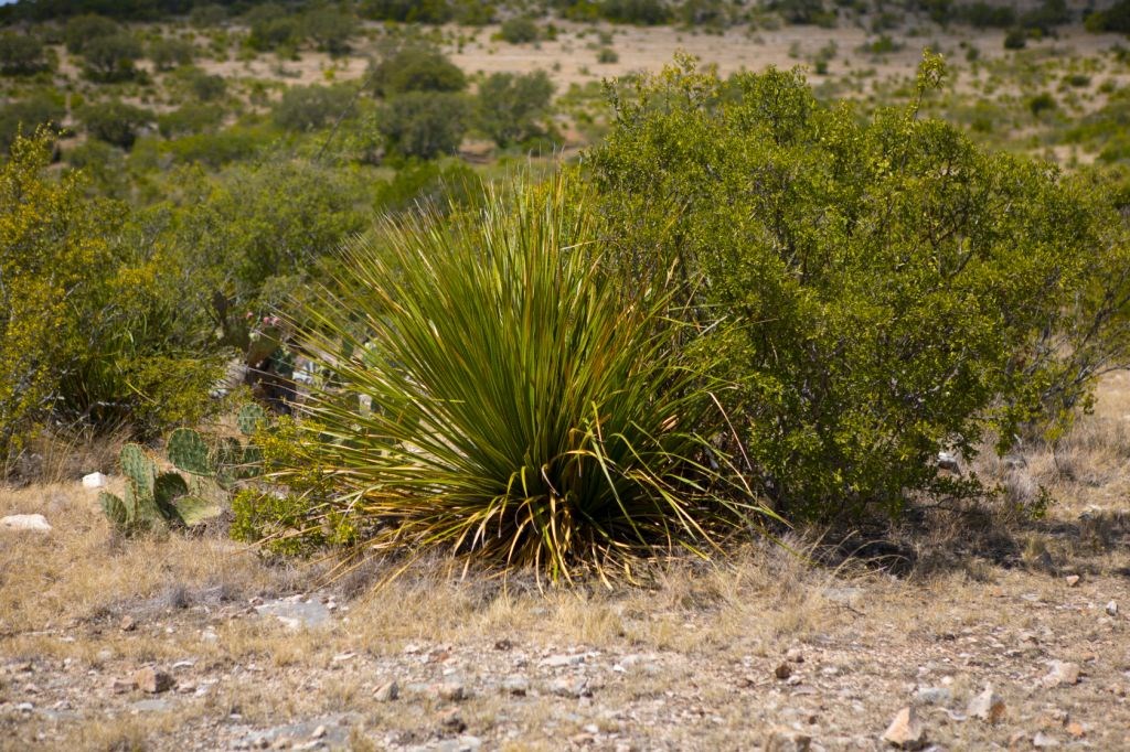 0 County Road 440 Rocksprings, TX 78880 - Photo 5 of 15 NATIVE PLANTS