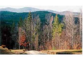 300 Kearsarge Valley Road North Sutton, NH 03260 - Photo 5 of 5