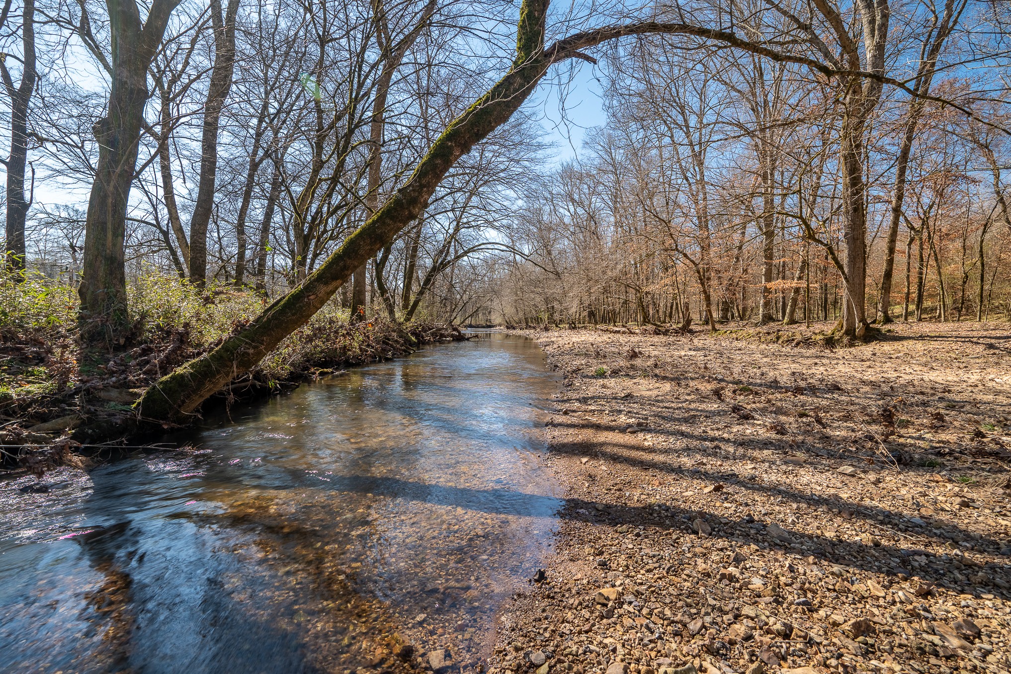 0 Fall River Road Leoma, TN 38468 - Photo 5 of 45 a view of yard with trees