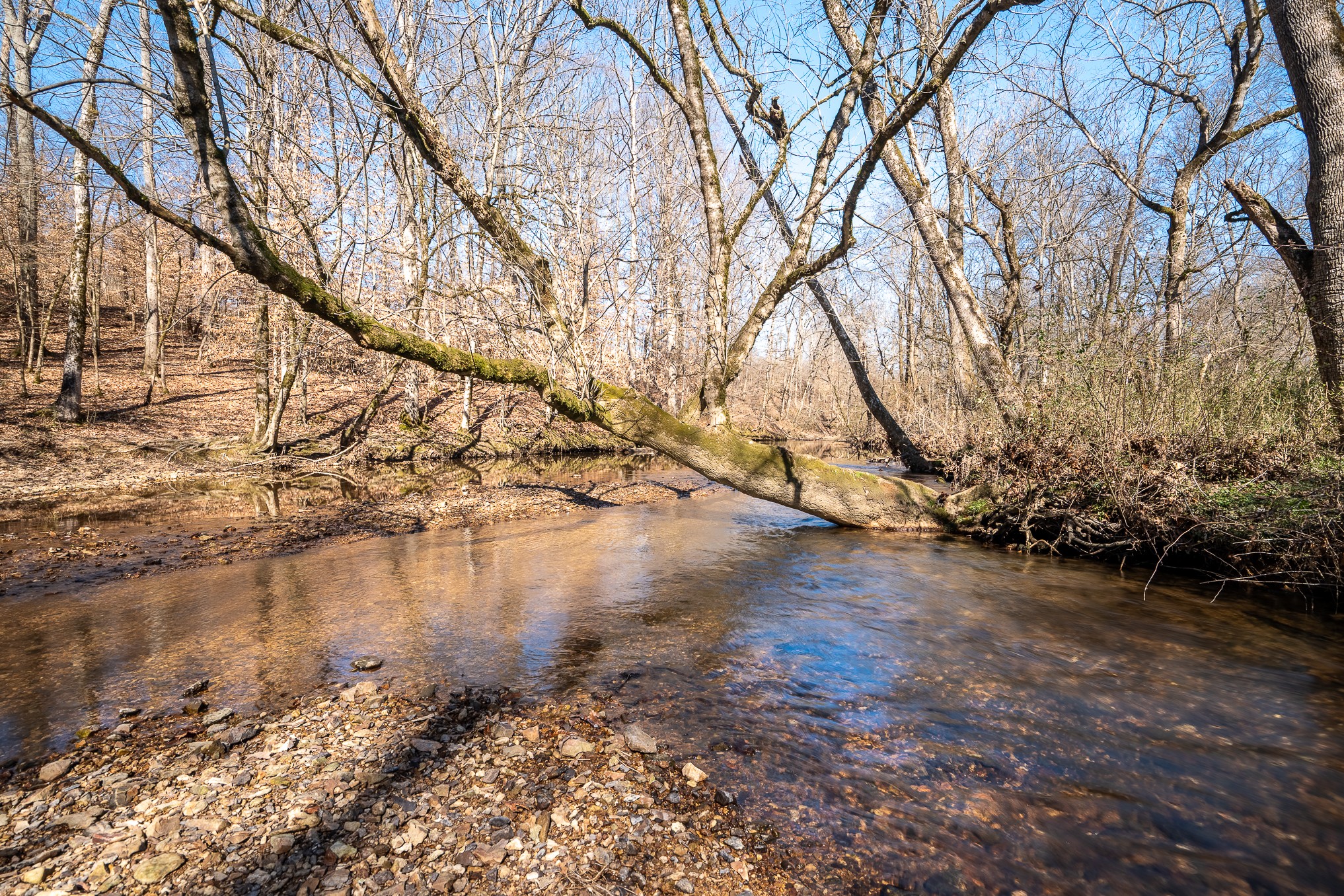 0 Fall River Road Leoma, TN 38468 - Photo 6 of 45 a backyard of a house with lots of green space