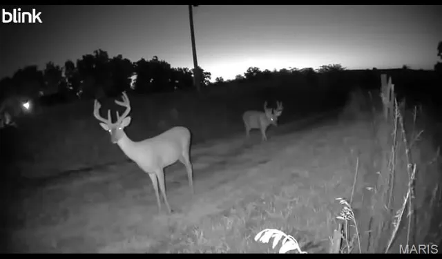 $699,000 | 0 Knox Road, Marceline, MO 64658