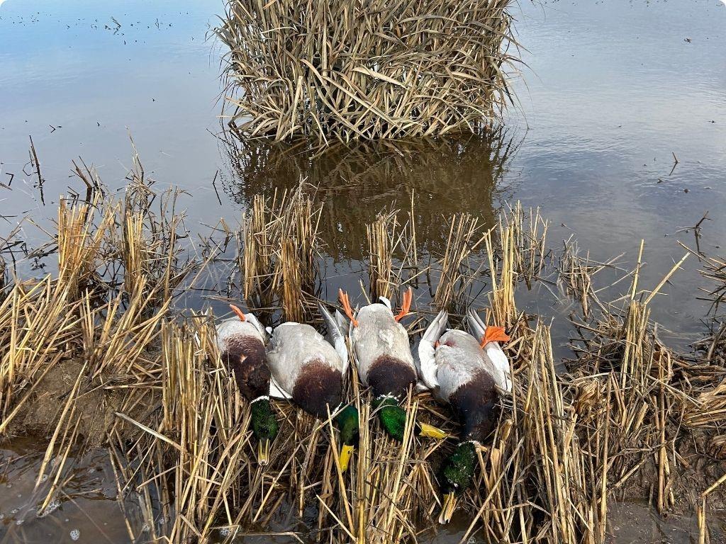 9434 33 N Highway Roe, AR 72134 - Photo 35 of 39 a view of a backyard of the house