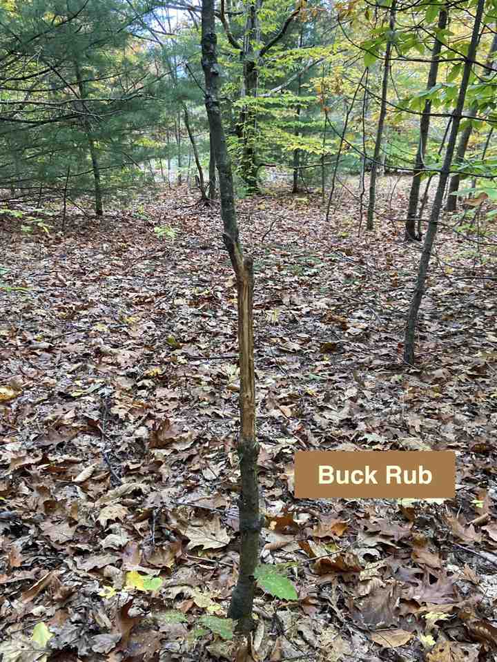 11-acres Milarch Road Onekama, MI 49675 - Photo 26 of 37