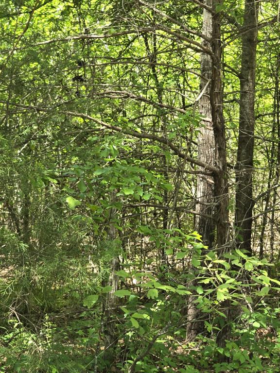 421 County Road 421 Tyler, TX 75704 - Photo 13 of 17 a view of a plants in middle of forest