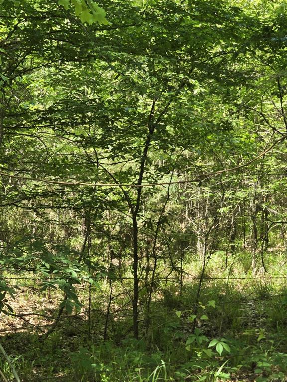 421 County Road 421 Tyler, TX 75704 - Photo 14 of 17 a view of a yard