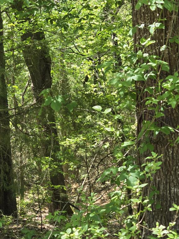 421 County Road 421 Tyler, TX 75704 - Photo 15 of 17 a view of a tree