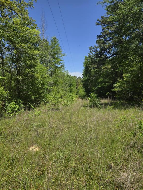 421 County Road 421 Tyler, TX 75704 - Photo 10 of 17 a view of a lush green forest with lawn chairs