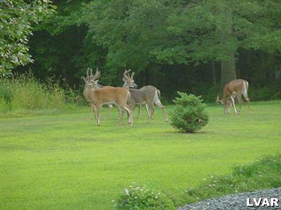 1 Golden Road Effort, PA 18330 - Photo 2 of 10 Gallery Image 2
