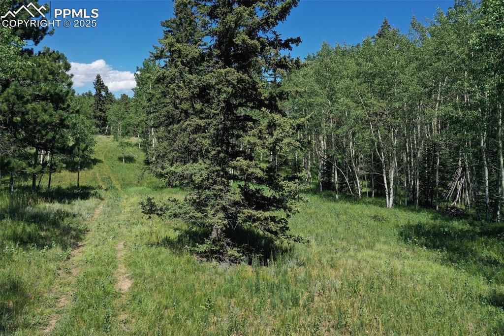 284 County Road 511 Divide, CO 80814 - Photo 44 of 49 a view of a lush green forest