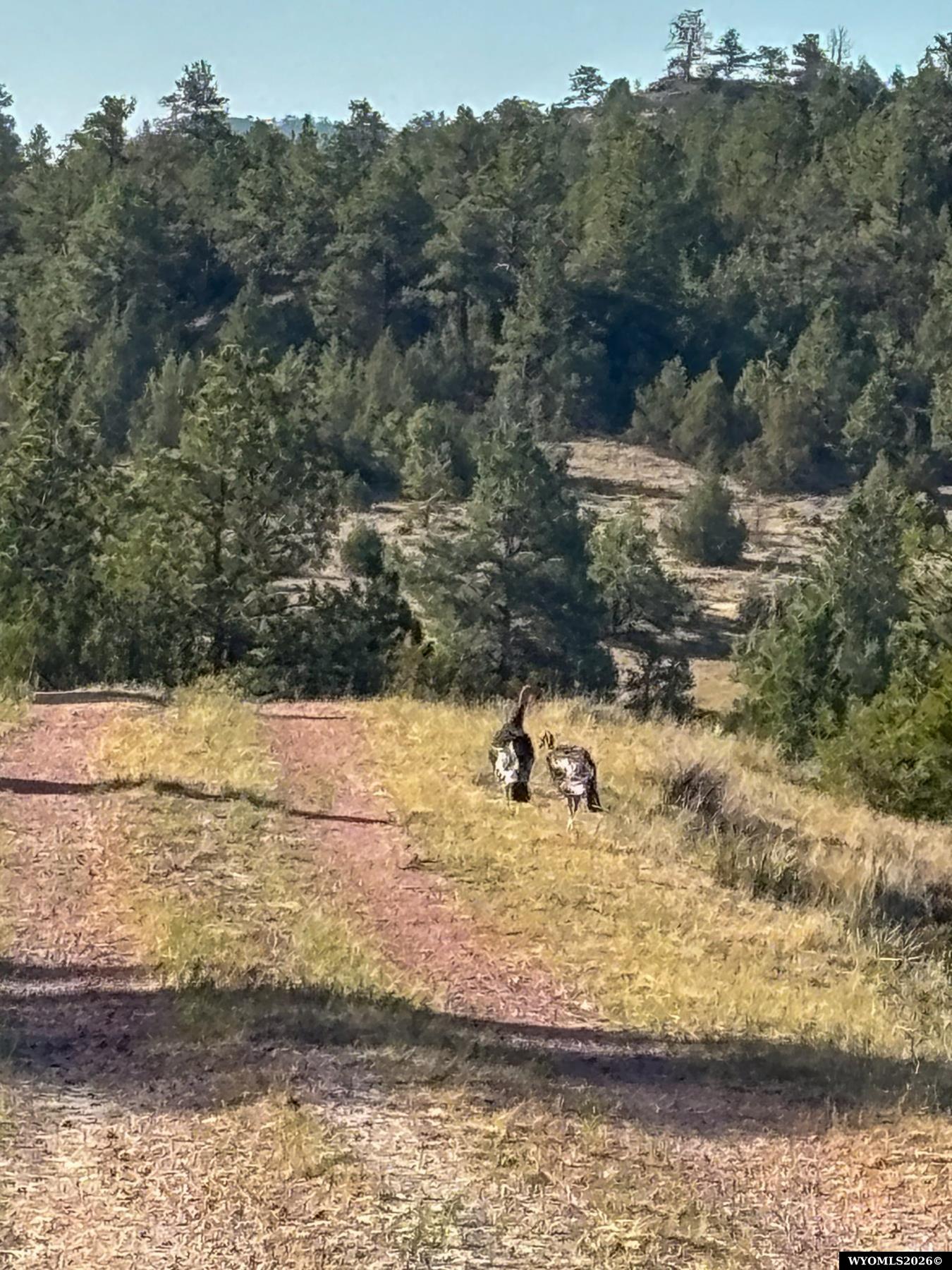 356 Jack Smith Road Rozet, WY 82727 - Photo 4 of 50 Gallery Image 4