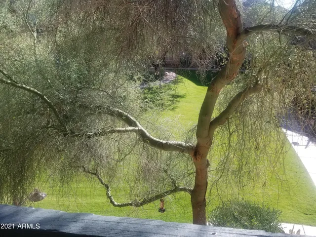 a view of a yard with an tree