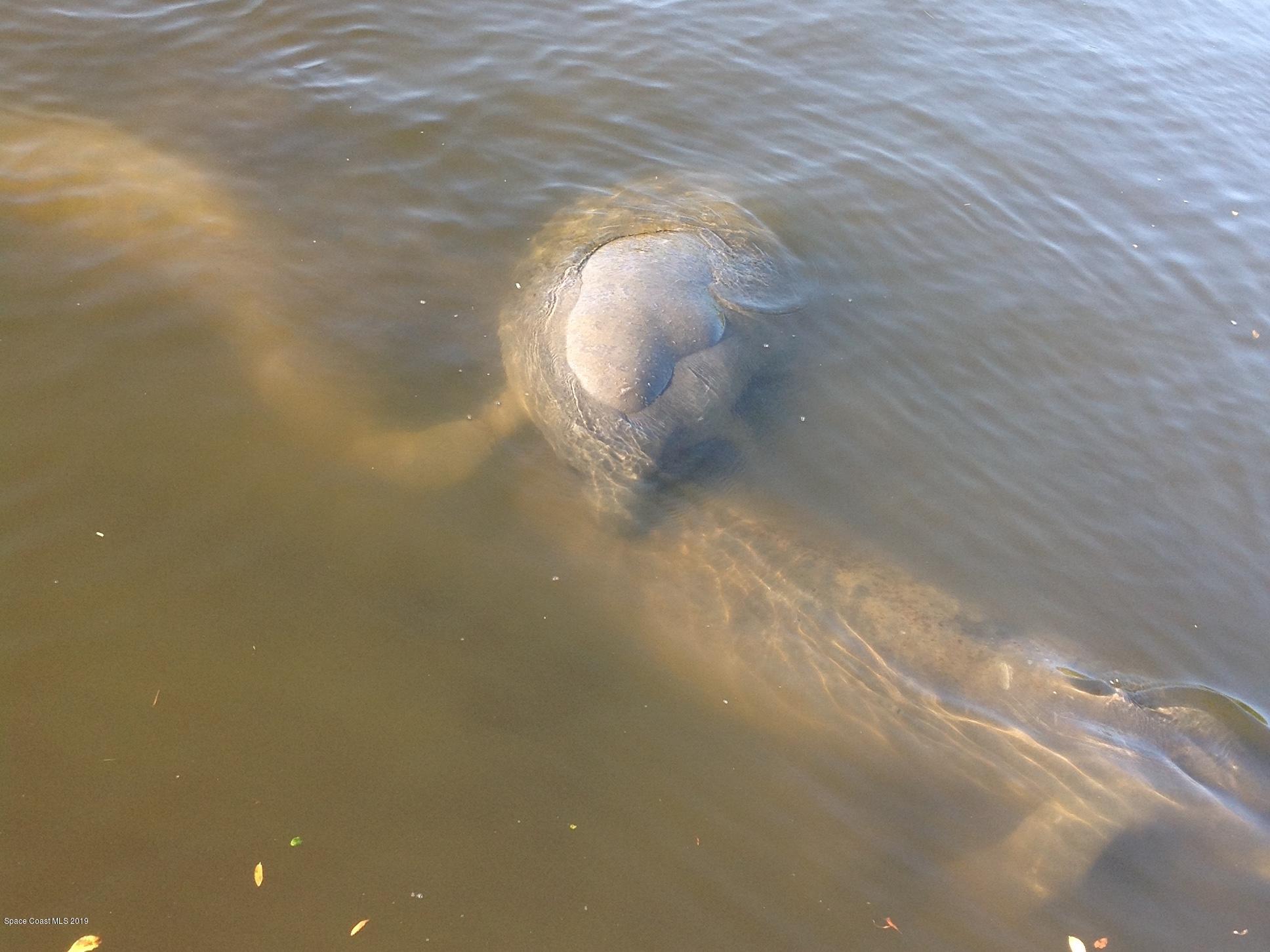 1191 Sunswept Road Northeast Palm Bay, FL 32905 - Photo 39 of 40 Make new friends!