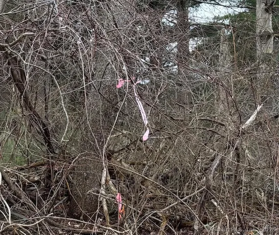 a view of a dry yard with trees