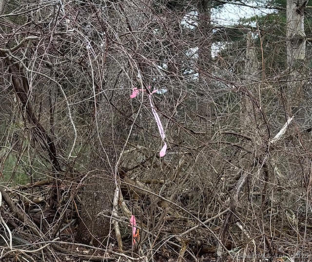 115 McBride Road Litchfield, CT 06759 - Photo 11 of 28 a picture of tree