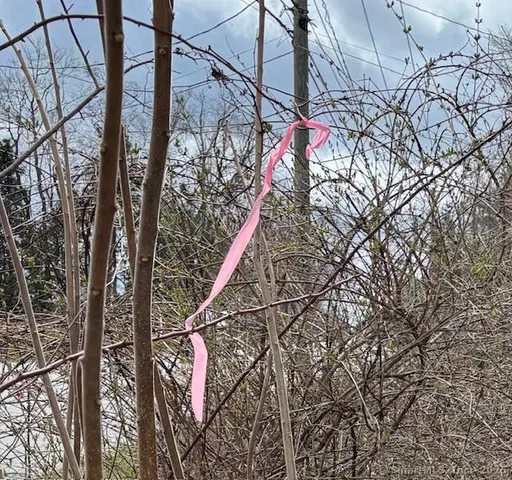 a park view with large trees