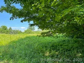 a view of a lush green space