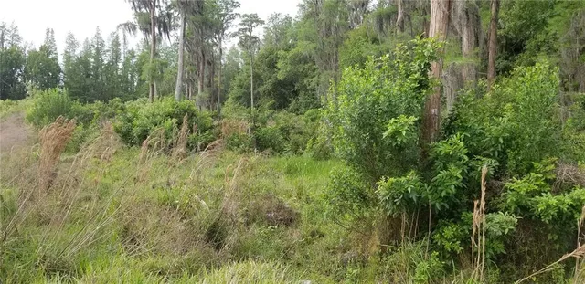 a view of a lush green forest