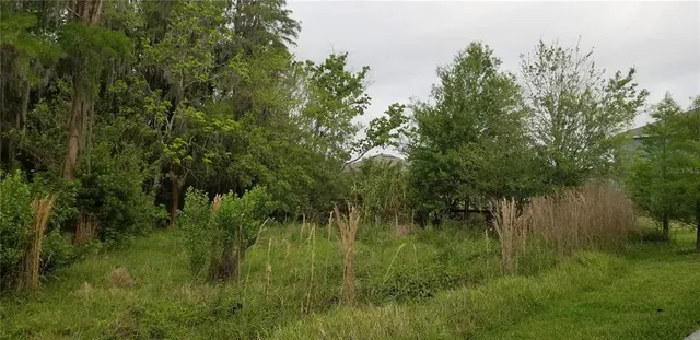 a view of a lush green space
