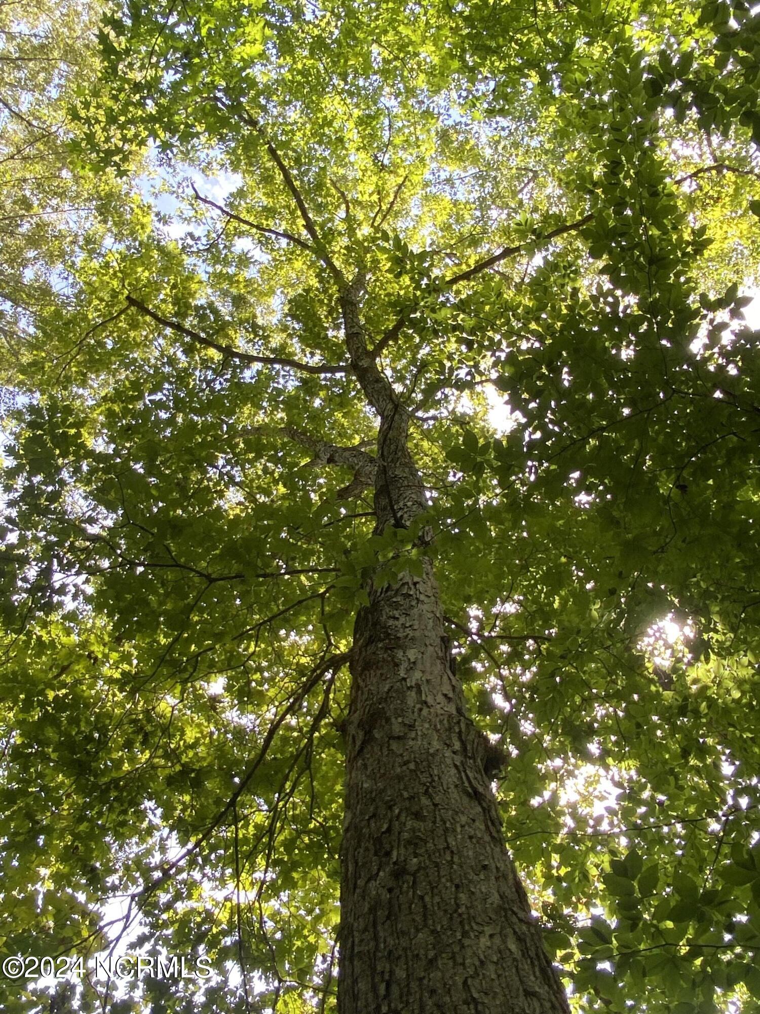 Tbd Coxe Road Tryon, NC 28782 - Photo 38 of 67 38