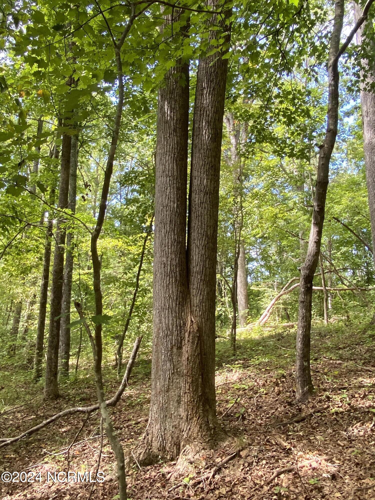 Tbd Coxe Road Tryon, NC 28782 - Photo 41 of 67 41