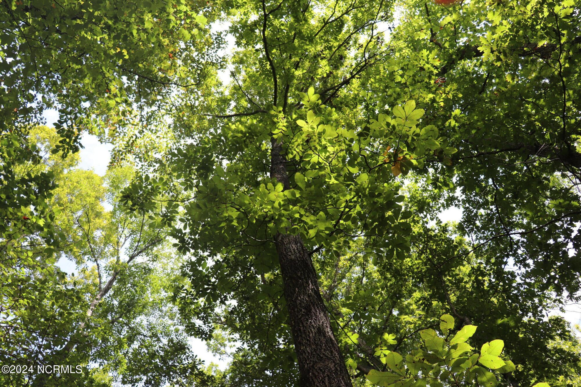 Tbd Coxe Road Tryon, NC 28782 - Photo 49 of 67 50