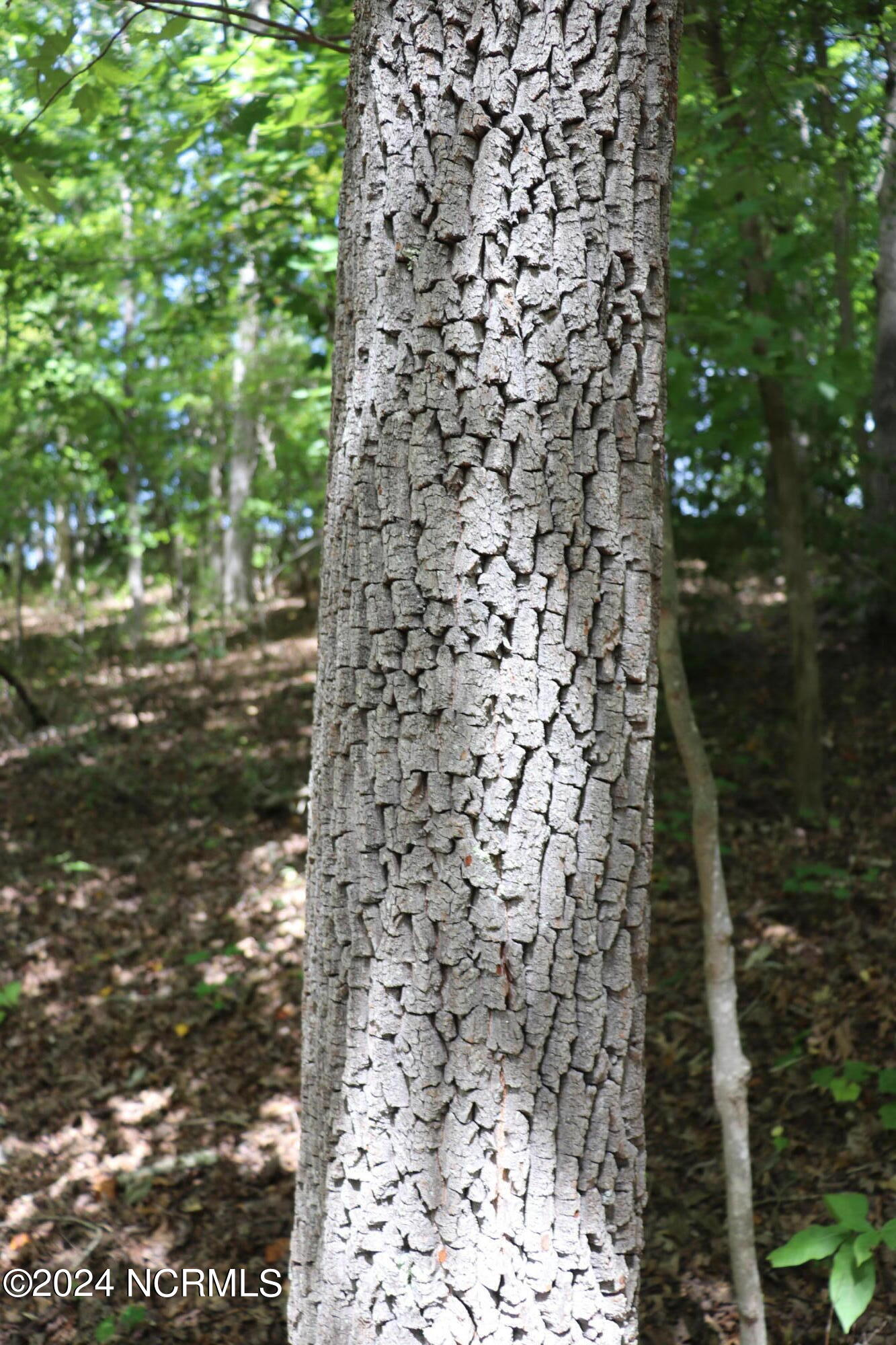 Tbd Coxe Road Tryon, NC 28782 - Photo 53 of 67 54