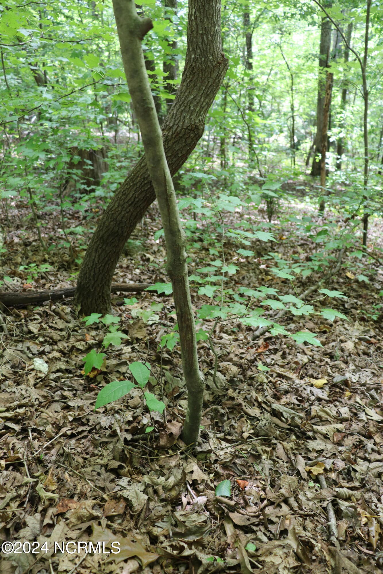 Tbd Coxe Road Tryon, NC 28782 - Photo 56 of 67 57