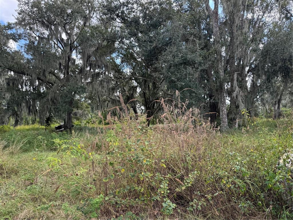 3721 Porter Road Lithia, FL 33547 - Photo 9 of 10 a view of forest