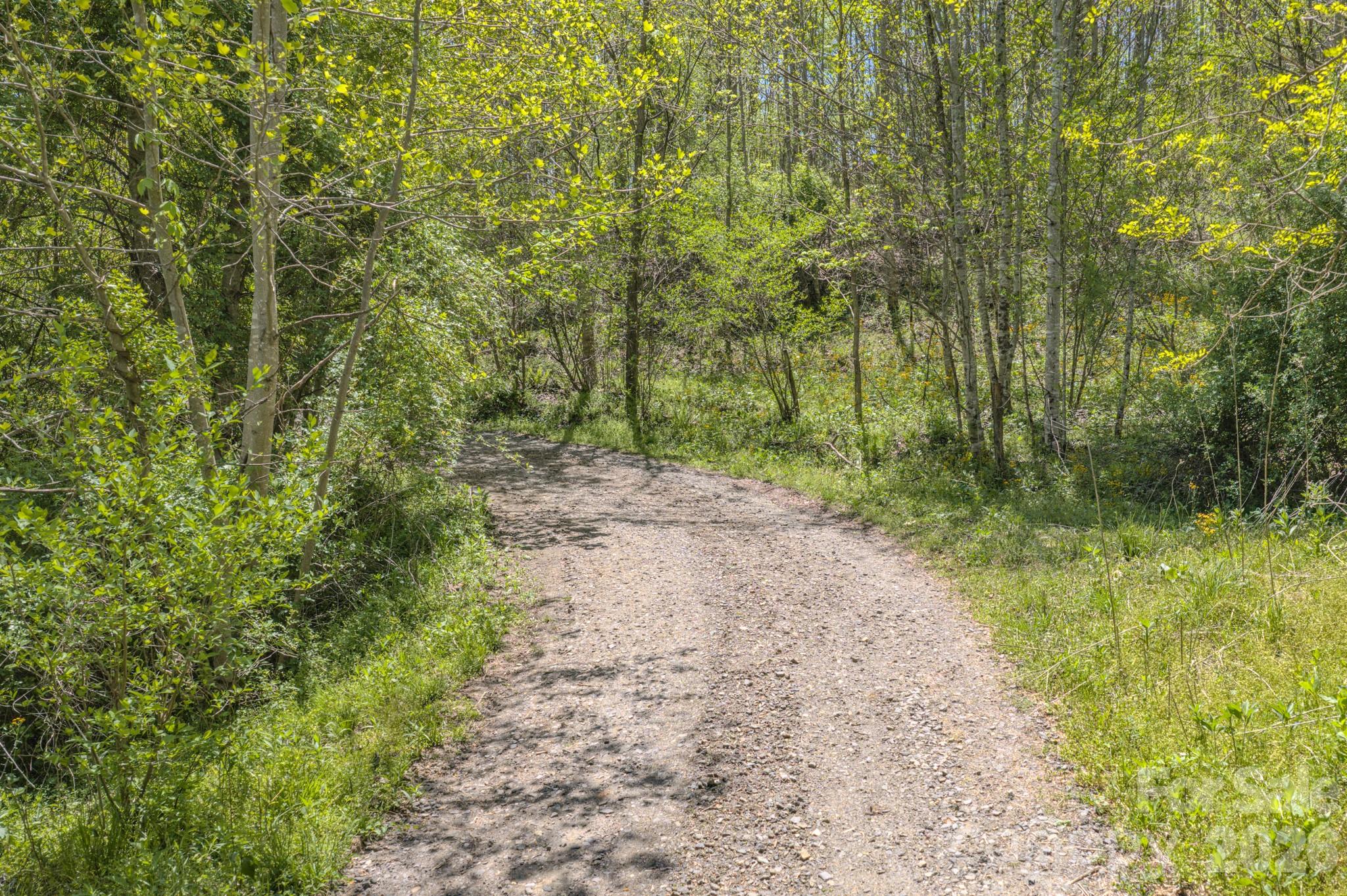 143 Gouge Cemetery Road Bakersville, NC 28705 - Photo 20 of 47 a view of a forest with trees
