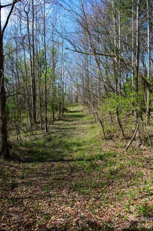 a view of a yard with trees in front of it