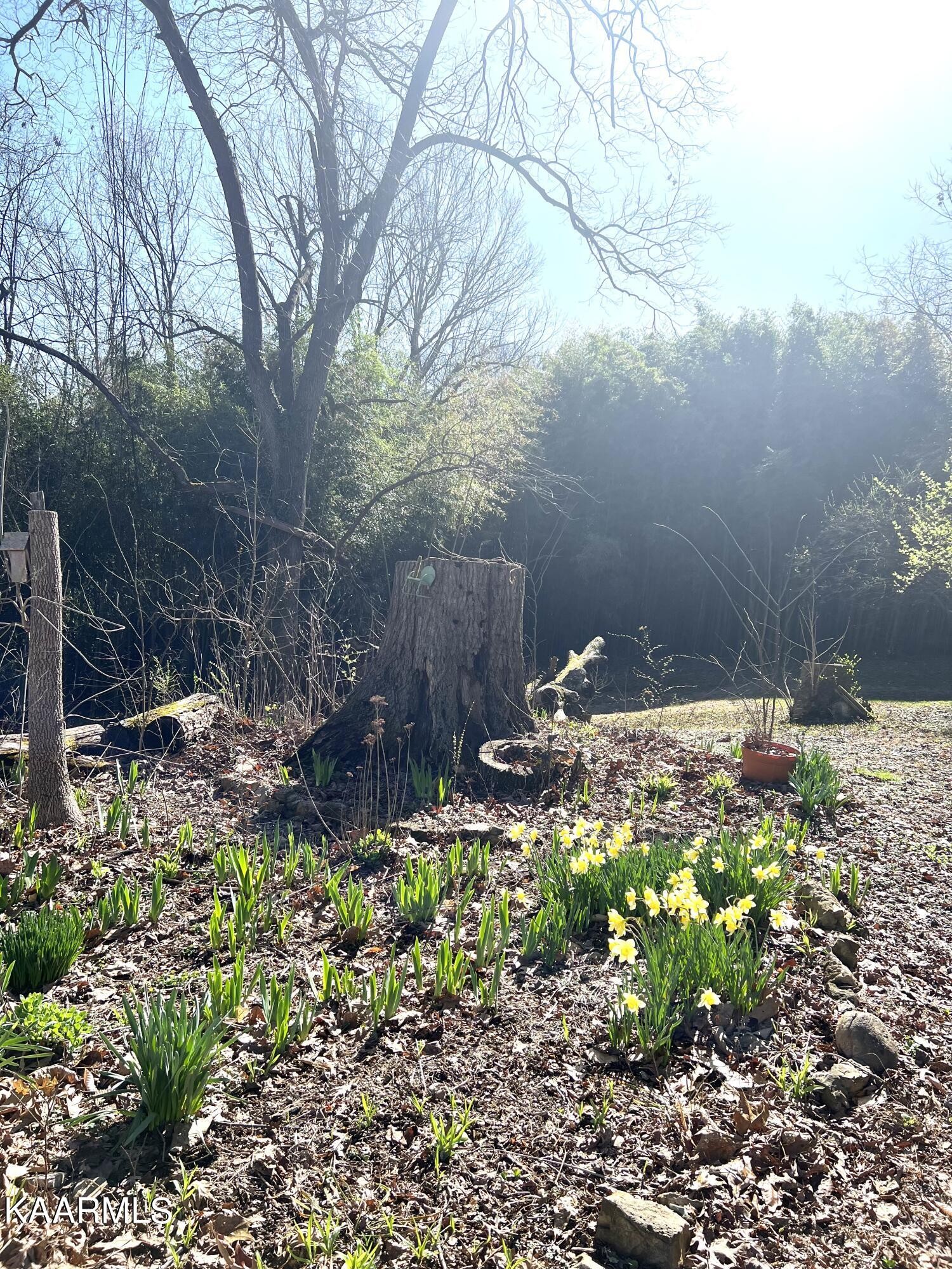 2108 Maple Drive Knoxville, TN 37918 - Photo 6 of 9 a backyard of a house with lots of green space